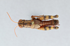 CollectionObject 2869223; CNCI 1013427, 10c7bca7-fe10-43c0-bfe2-2aaa356b9a7b: Agroecotettix modestus. (CollectionObject).