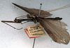 CollectionObject 1559092; NMW 217, 2c014ed2-0d61-47a3-bd22-932cf04472a1: copyright NMW, Vienna. male, lateral view (syntype). (CollectionObject).