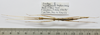 CollectionObject 1563718; f8e960e0-f77e-48ac-b14c-d3eaa9ad7cf7: copyright FRIM. female (paratype). (CollectionObject).