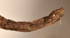 CollectionObject 1561273; 1a6c7736-f0c9-4736-9f29-09515cd4c42c: copyright OUMNH. female: end of abdomen, lateral view (holotype). (CollectionObject).