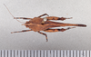 CollectionObject 1523000; a71228cf-16a3-440a-ba4f-f900e7f3707e: female, dorsal view (holotype). (CollectionObject).