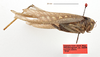 Mecopoda elongata (Linnaeus, 1758): male, lateral view (syntype of Locusta scalaris). (Otu).