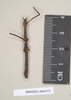 CollectionObject 1560435; dd64b8db-542d-499b-9925-069a0d78b473: copyright Natural History Museum, London. male (syntype). (CollectionObject).;CollectionObject 1560436; fb5361fa-2dec-4ea9-876a-b1c5e236ef61: copyright Natural History Museum, London. male (syntype). (CollectionObject).
