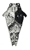 Cladonotella interrupta (Bolívar, 1898): Fig. 31 (same individual as in fig. 30). female, dorsal view. (Otu).