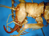 CollectionObject 1521421; 973d5e95-caba-4f5c-9ed6-22f54930b40c: male head and pronotum, lateral view (lectotype). (CollectionObject).