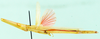 Mesopsilla roseoviridis Ramme, 1929: dorso-lateral view. (Otu).