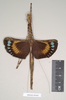 CollectionObject 1561390; NHMUK(SF IMPORT DUPLICATE) 844825, 560149b4-3360-49ab-8557-bd60154a60db: copyright Natural History Museum, London. female of Necroscia zeuxis (syntype). (CollectionObject).