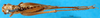 CollectionObject 1545387; 1f13d385-369d-434b-91fc-2bbc73519685: female, dorsal view (paralectotype). (CollectionObject).