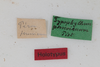 CollectionObject 1505797; 1cbc495d-608d-4251-8df3-864799fd2434: female, labels (holotype). (CollectionObject).