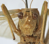 CollectionObject 1539775; b4797a1c-72f3-4213-ac57-10e0ac17fc21: male face (syntype). (CollectionObject).