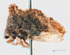 Habitus, lateral view: !! display not done !! on Entylia fallax Stål, 1862: (Observation).