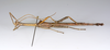 CollectionObject 1590188; USNM(SF IMPORT DUPLICATE) RD-092, 4b3240f7-bc23-46d4-b81f-563ef8117ee2: copyright USNM, Washington. male, ventral view (holotype). (CollectionObject).