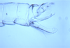 Pygofer, lateral view: !! display not done !! on Matsumurasca (Matsumurasca) dolonis (Oman, 1936): Holotype. (Observation).