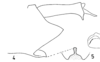 Pygofer, lateral view: (Observation).