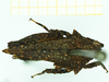 CollectionObject 1532584; 50bd9811-9997-4fdc-8dfe-0e9e4b5296bf: female, dorsal view (holotype). (CollectionObject).