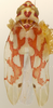 Habitus, dorsal view: Habitus (holotype, KSEM collection). (Observation).