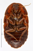 CollectionObject 1587368; MNHN(SF IMPORT DUPLICATE) MNHN-EP-EP996, 9a8b3f6d-bb9e-4aef-9345-18955599d6e7: CC BY-NC-ND 4.0/MNHN - Depraetere Marion - 2014. Holotype, female, of scaberrimus Princis, 1963. Specimen number: MNHN-EP-EP996. http://coldb.mnhn.fr/catalognumber/mnhn/ep/ep996. (CollectionObject).