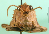CollectionObject 1501893; f060c4e7-1c18-4ac9-ac5c-9c3627815b68: female, frontal view (paratype). (CollectionObject).