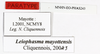 CollectionObject 1595954; f2a27abc-bd71-4be8-9faa-76b8bdefc238: copyright MNHN, Paris. male, data labels (paratype). (CollectionObject).