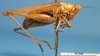 CollectionObject 1538343; 131f4838-0a36-4b98-b678-69ff0089214c: male, lateral view. (CollectionObject).