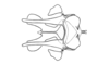 Mastusia quadricarinata Stål, 1878: Fig. 25A. phallic complex without epiphallus, dorsal view. (Otu).