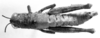CollectionObject 1533815; c62716a0-a598-4d53-87e9-d7258ae957ff: Image Carbonell, C.S. female, dorsal view (paratype). (CollectionObject).