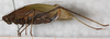 CollectionObject 1532126; NMW 8875, a7683a40-a9be-4d5c-ba06-c50cf6c7ee92: female, lateral view (syntype). (CollectionObject).