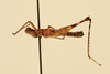 CollectionObject 2077587; 577eda87-e721-4890-963a-c807bb295da6, NHMUK016032830: Phryganomastax lehmanni (Descamps, 1971). Lateral view. (CollectionObject).