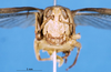 CollectionObject 1581354; d18679ea-e33e-4579-a0d2-508d59d3ed19: female, frontal view (paratype of Rhachitopis ceraseus). (CollectionObject).