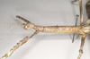 CollectionObject 1560499; NHMUK(SF IMPORT DUPLICATE) 845031, b7a4693e-b682-4524-86ad-f6d681aeedb5: copyright Natural History Museum, London. female: head and thorax, lateral view (holotype). (CollectionObject).