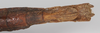 CollectionObject 1562996; ffb4ca5d-21de-48ce-a992-1038add35d8b: copyright ZSMC. female: end of abdomen, ventral view (holotype). (CollectionObject).