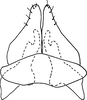 Subgenital plate, ventral view on Bretega ensiverpa Stiller, 2017: Pygofer ventral appendages, ventral view. (Observation).