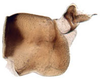 Pygofer, lateral view: Chiasmus sp., pygofer, laterally (INHS). (Observation).