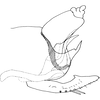 Pygofer, lateral view: Pygofer, lateral view. (Observation).