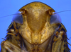 Head on Coarctana rana (DeLong & Wolda, 1982): Male [DZRJ]: head, ventral view. (Observation).