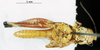 CollectionObject 1581405; 9988e7eb-206f-4ee3-abc9-f9ebe4312c16: male, ventral view (paratype). (CollectionObject).
