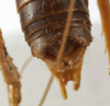 CollectionObject 1529707; ae1b49ec-cf67-4ad2-a8c8-1e46d01f6c97: male cerci (holotype). (CollectionObject).