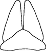 Subgenital plate: Subgenital plate. (Observation).