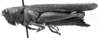 CollectionObject 1533611; f1eea025-ef06-4586-b20e-fa61ac9a9f30: Image Carbonell, C.S. female, lateral view (holotype of Orthoscapheus roseipennis). (CollectionObject).