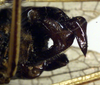 CollectionObject 1500251; d0cceb85-0478-496c-adf5-f295de71aa97: male cerci (syntype). (CollectionObject).