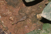 CollectionObject 1599704; 72ebb6c2-472b-4856-8ef3-2eeacafdd33c: female (holotype). (CollectionObject).