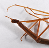 CollectionObject 1558077; 57465357-0a21-48eb-b0e0-96d7871069a9: copyright ZMHB, Berlin. female: head & thorax, lateral view (paratype). (CollectionObject).
