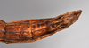 Trachythorax sexpunctatus (Shiraki, 1911): copyright NTUC. (Otu).