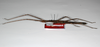 CollectionObject 1560783; 10c63eea-42e3-445e-baa7-1ac8e2d412f3: copyright ZMHB, Berlin. male, lateral view of synonym Parapachymorpha quadrispinosa (holotype). (CollectionObject).