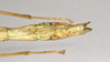 CollectionObject 1562019; NHMUK(SF IMPORT DUPLICATE) 844844, 48b06cf1-4d91-494c-a64e-c91800130356: copyright Natural History Museum, London. female: end of abdomen, dorsal view of synonym Sipyloidea peelensis (paratype). (CollectionObject).