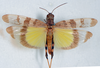 CollectionObject 1506376; dbc479d4-7407-4ee4-8c5b-f7ca66f06d74: male, dorsal view (syntype). (CollectionObject).