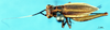 CollectionObject 1501818; 9c1b7c1c-e537-4f4c-ba98-4df717fbba77, DORSA BG00222S03: female, dorsal view. (CollectionObject).