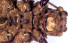CollectionObject 1517007; dbc295df-4183-4881-9f28-1f654ac5c35d: female sternum (syntype). (CollectionObject).