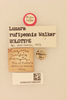 CollectionObject 1518343; cfecd78e-574a-425f-8395-3e2e060b8063, NHMUK015982401: labels (holotype). (CollectionObject).