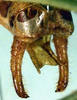male cerci (holotype). Depicts CollectionObject 1517279; 56ce26bd-0210-48b8-a484-82b50e7588cd, a CollectionObject.